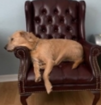 Roji Ofc Chair